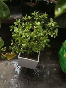 Original Mame Jade Plant in White Pot