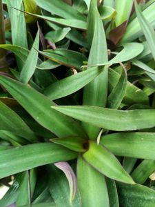 Rhoeo Plant, Scientific name -Tradescantia