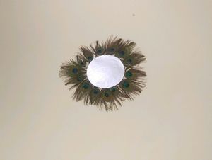 Peacock Feather Wall Decorative Item Use In Photo