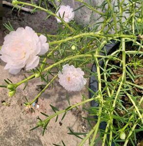 5 Colours Moss Rose Plant