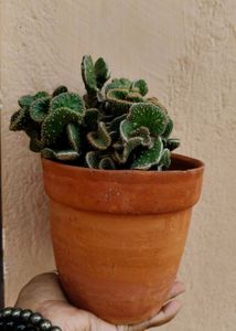cactus with terracotta pot