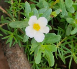 Portulaca 8 Colour
