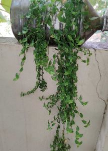 Plants Combo