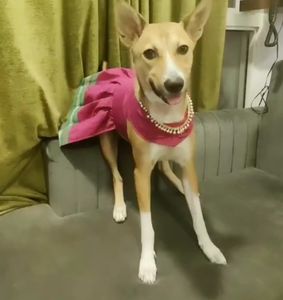 Small Pink Dog Dress