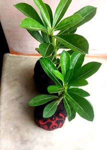 Healthy Adenium Combo