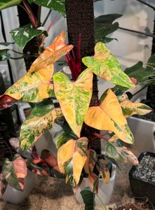 rare strawberry shake philodendron