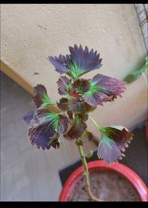 Combo Of 10 plAnts