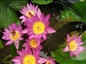 ruby water lily
