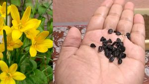 Yellow Rain Lily Seeds