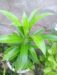 Dracaena Indoor Air Purifier Plant