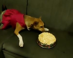 Small Pink Dog Dress