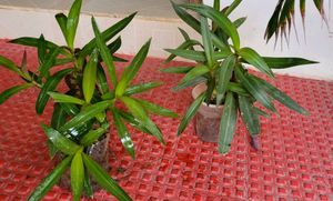 Pack 2 Moses in the Cradle Plant🪴pot