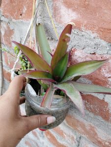 7 Plant Combo