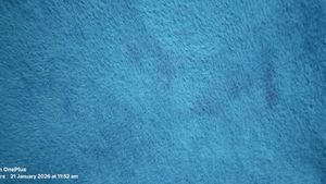 Blue Fuzzy Knit Top