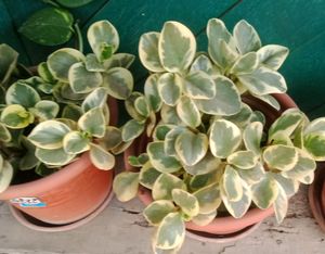 Compo 2 Variegated Baby Rubber Plant