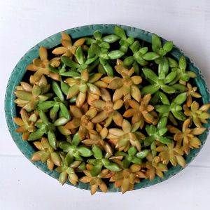 Sedum Adolphii Cuttings  Available