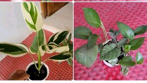 Pack 2 Nevernever &amp; Money Plant 🌵&amp; Pot