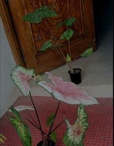 Set 2 ujjalaseeds rare polka &amp; Caladium Pink Plant