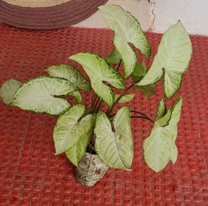 Arrowhead Plants 🪴