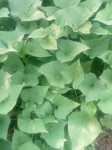 Kitchen Garden Plant