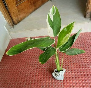 Evergreen Never.. Plant 🌵
