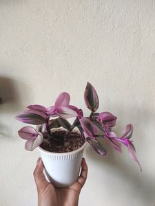 Plants