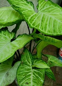 Arrowhead Plant🪴