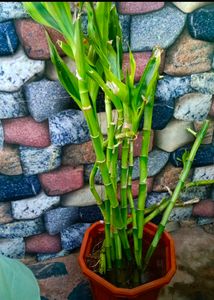 3 Plants combo Cordyline Fruticosa,Geopperita Etc