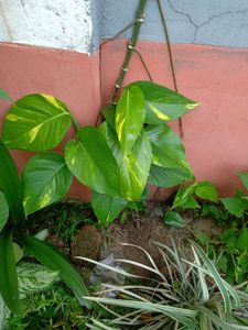 Money Plants 🌿 Golden Pothos