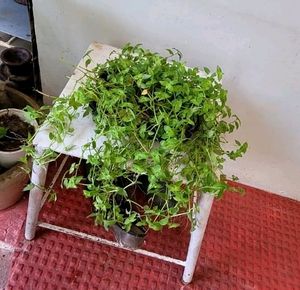 Pack 2 Zabrinic &amp;.Tradescantia fluminensis plants