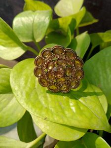 Elegant Golden Ring 💍👑