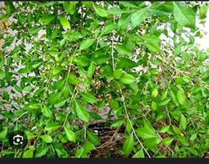 Mehndi Leaves