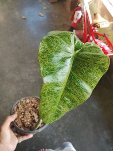 philodendron paraiso Verde