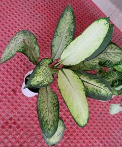 CosaCentrum Dieffenbachia &amp; Arrowhead plant 🪴