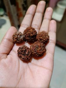 Panchmukhi Rudraksha