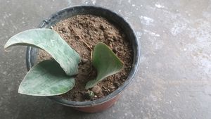 whale fin Snake Plant