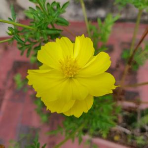 Yellow cosmos flowering plant seeds (10 seeds)