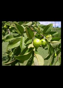 Guava Leaf