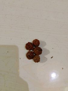 Panchmukhi Rudraksha