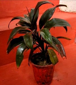 Pack 2 Moses-in-the-Cradle &amp; Syngonium Plant &amp; Pot