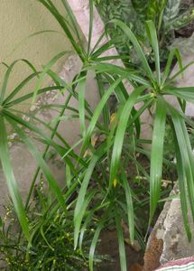 Assorted Live Plants for Home Decor