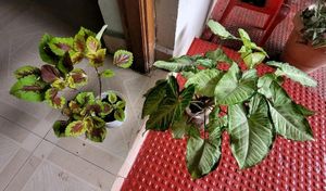 Set 2 Arrowhead &amp; Coleus Plants &amp; Pot