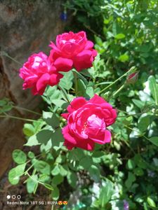 Alive Rose Plant