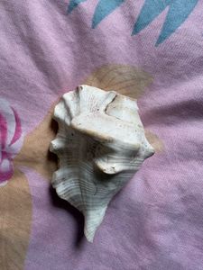Antique Large Seashell Decor