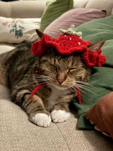 Adorable Crochet Strawberry Cat Hat🐱🧶