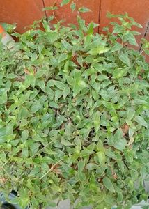 combo of 5 plants