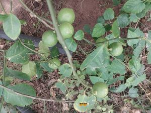 lemon plant