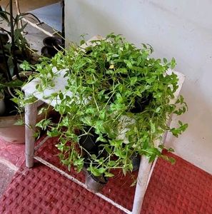 Pack 2 Zabrinic &amp;.Tradescantia fluminensis plants