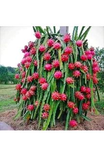 Red Dragon Fruit Plant 🌵