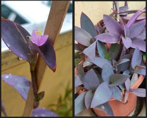Combo Of 10 plAnts